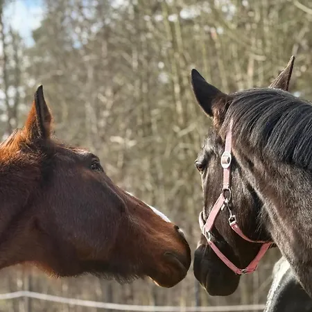 Camping Heller Wohnwagen Auf Tierschutz Landhof Inmitten Der