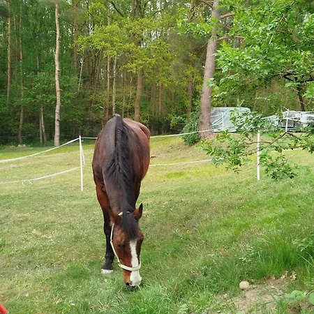 אתר קמפינג Heller Wohnwagen Auf Tierschutz Landhof Inmitten Der Selmsdorf